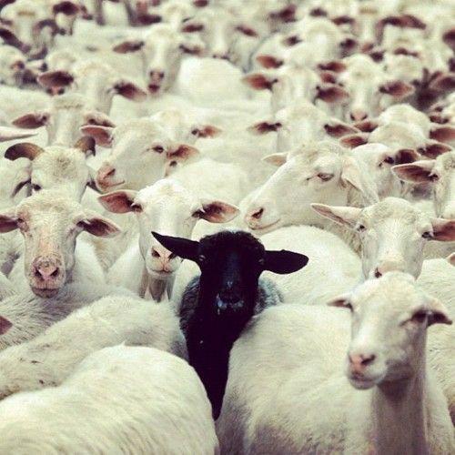 5 Signs You May Be The Black Sheep Of The Family